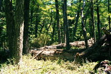 s_014_patagonia.jpg
