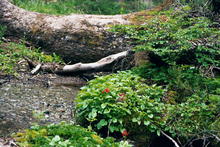 s_042_patagonia.jpg