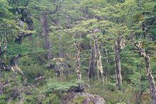 s_044_patagonia.jpg