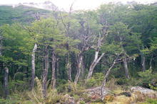 s_045_patagonia.jpg
