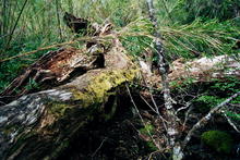s_046_patagonia.jpg