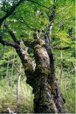s_048_patagonia.jpg