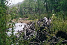 s_078_patagonia.jpg