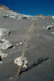 s_139_atacama.jpg