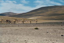 s_168_el_tatio.jpg
