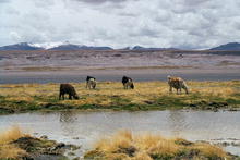 s_188_potosi.jpg