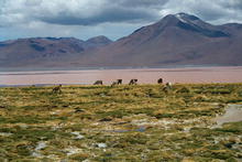 s_189_potosi.jpg