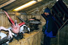 s_273_titicaca.jpg