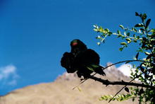 s_292_inca_trail.jpg