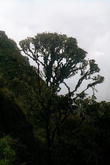 s_312_inca_trail.jpg