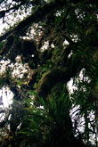 s_313_inca_trail.jpg