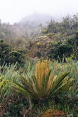 s_314_inca_trail.jpg