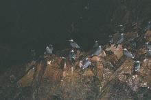 s_354_paracas.jpg