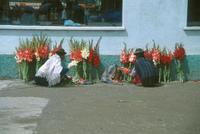 a_541.jpg