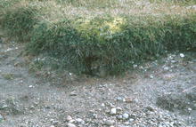 s_452.jpg