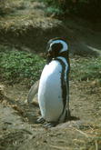 s_460.jpg